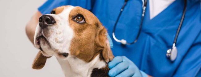 cane bianco e marrone viene visitato da un veterinario
