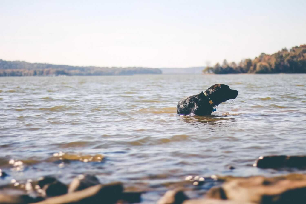 un Labrador nero fa un bagno nell'acqua
