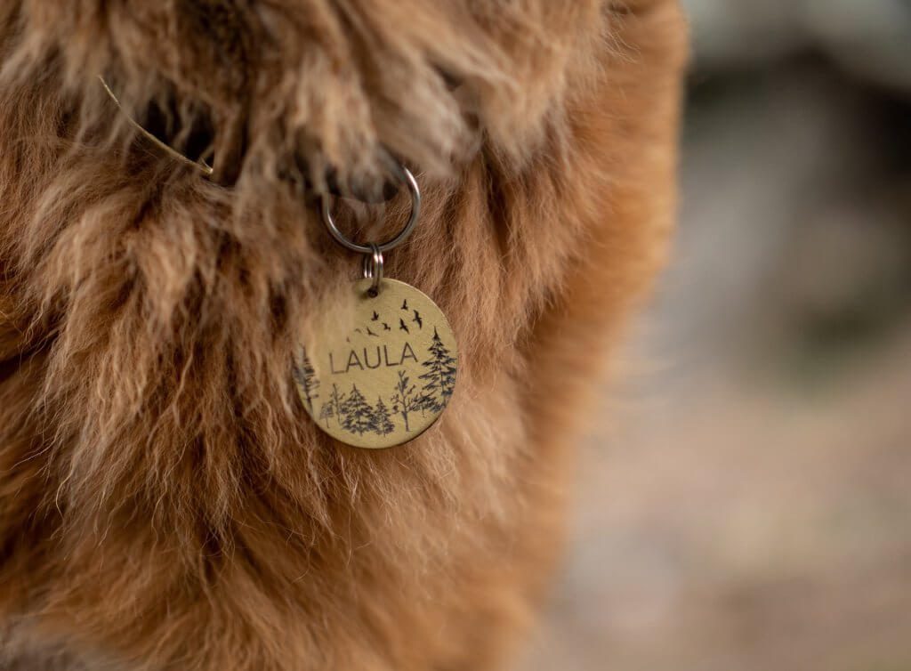 Großaufnahme von Hundemarke am Halsband eines rötlich hellbraunen Hundes mit dem Namen Laula