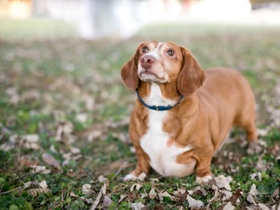 Cane in sovrappeso sdraiato a terra