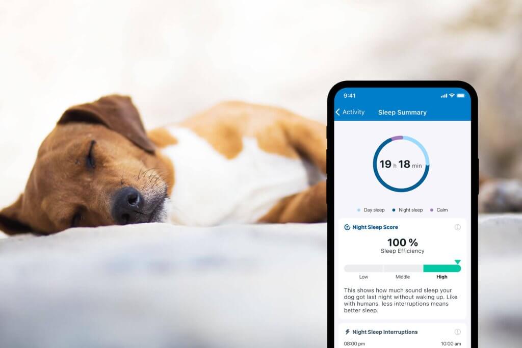 en hund sover i bakgrunnen og en smarttelefon som viser søvnovervåking i Tractive-appen i forgrunnen