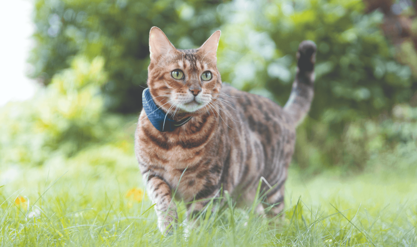 A cat wearing a Tractive GPS tracker
