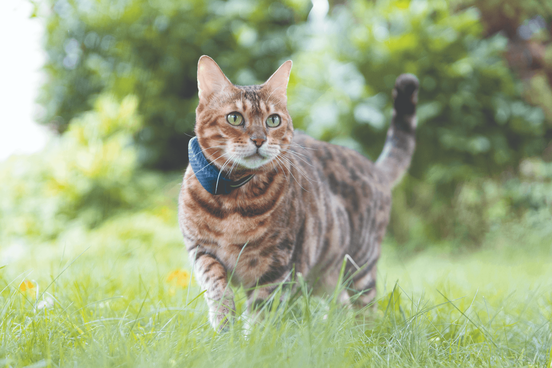 en brun og sortstripet katt iført en GPS-tracker med blått halsbånd, med gress og trær i bakgrunnen