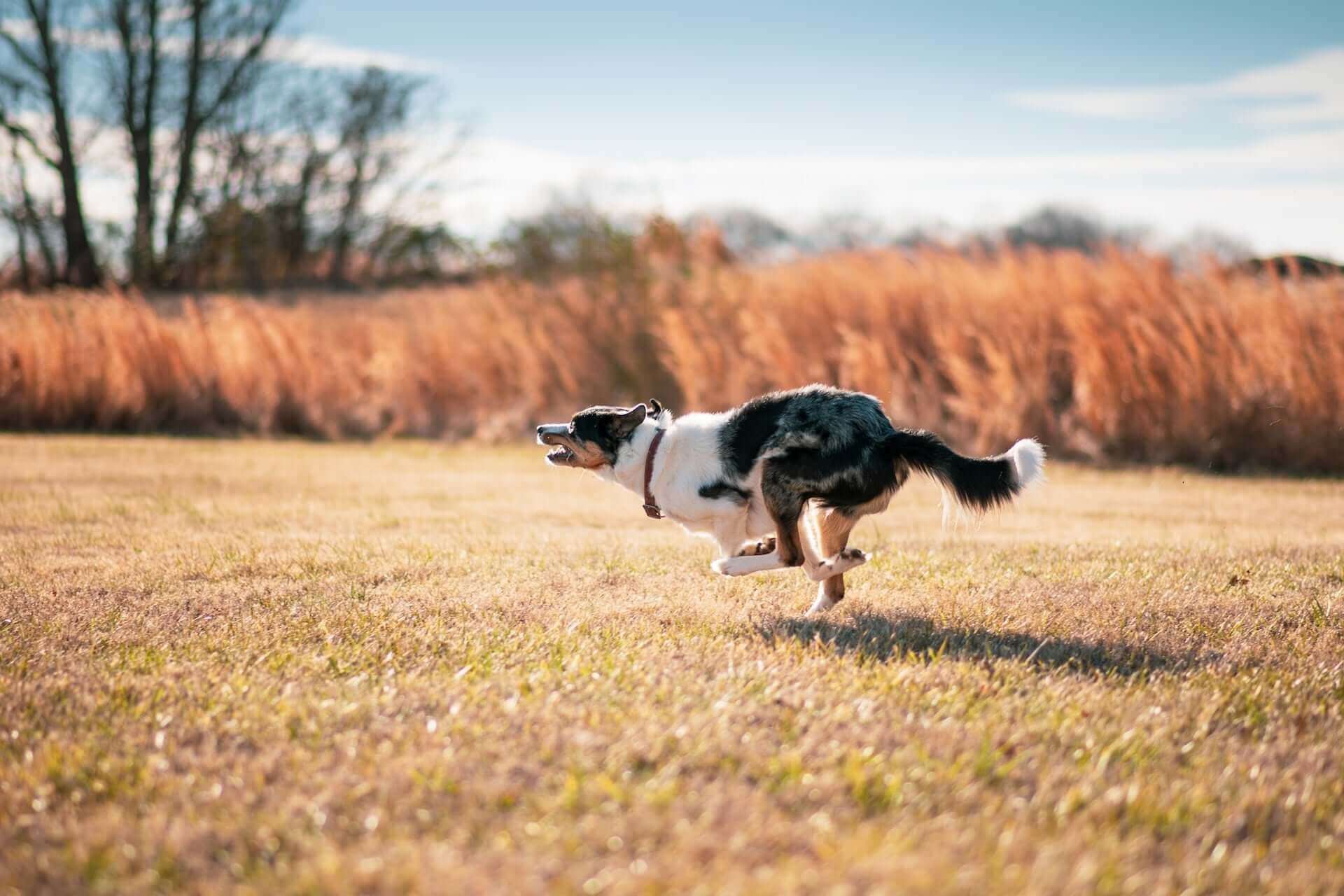 En hund i fullt firsprang over et strågult jorde i solskinn og blå himmel