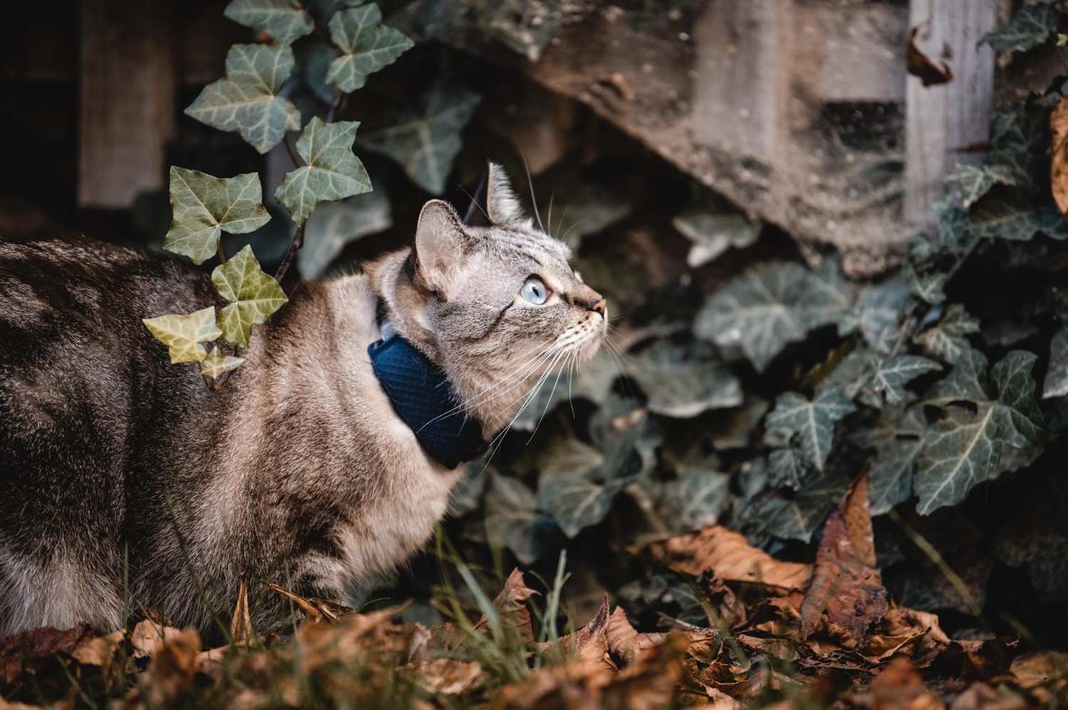 Katten min har spytt og skum som kommer ut av munnen hennes : r/cats, image size:1500x998