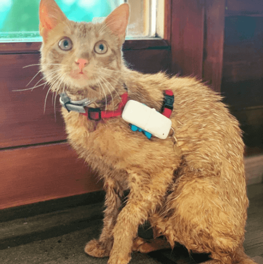un gatto arancione bagnato che indossa una pettorina e un collare gps