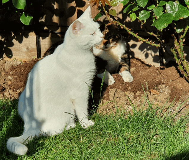 Weißer Kater sitzt in der Wiese vor Rosenbusch mit Dornen und weiterer Katze im Schatten der Büsche