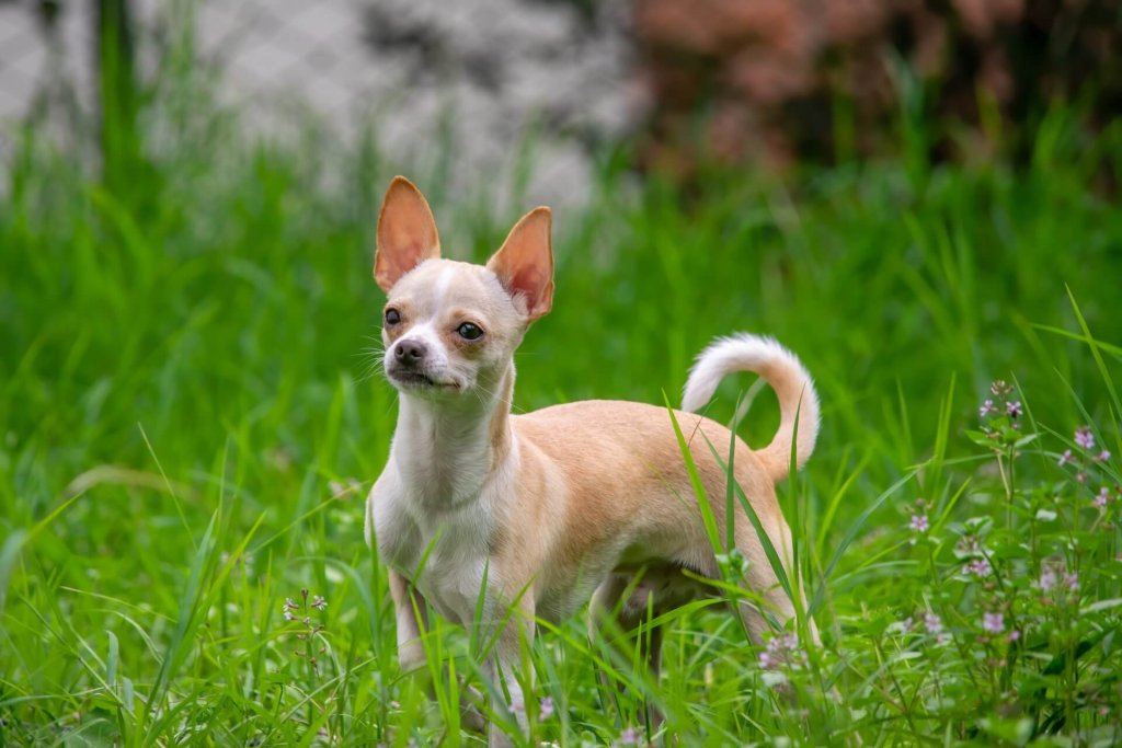 Chihuahua outside in the grass