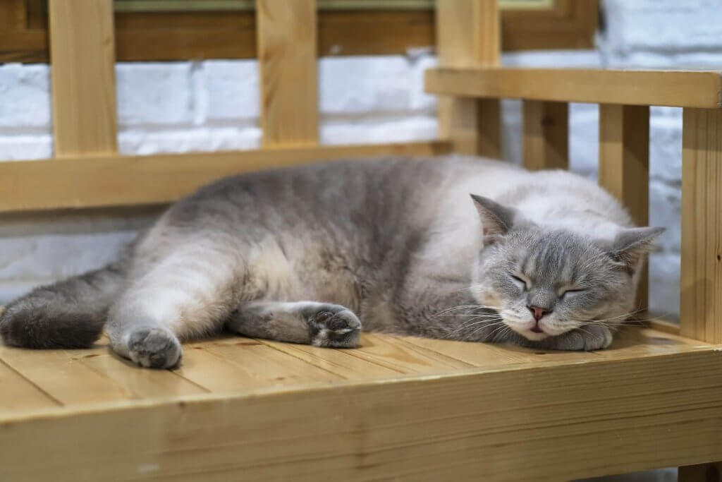 gatto Colorpoint Shorthair  dorme su una panca di legno 