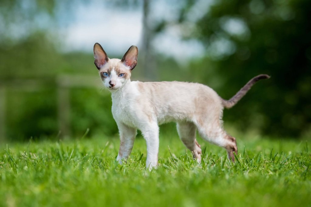 Cornish Rex cat standing in grass 