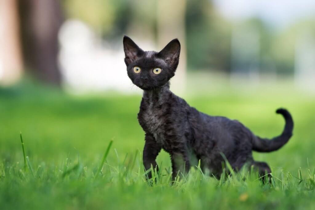 gatto Devon Rex nero in mezzo all'erba su un prato