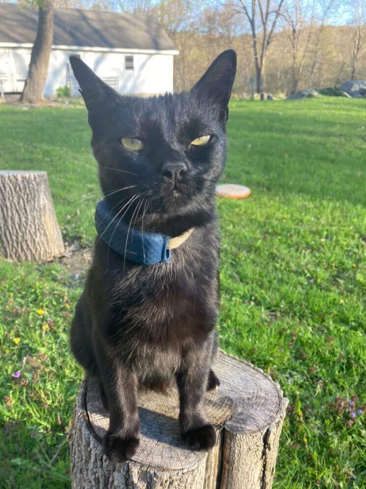 en svart katt sitter på en trestubbe ute iført gps- tracker på halsbåndet