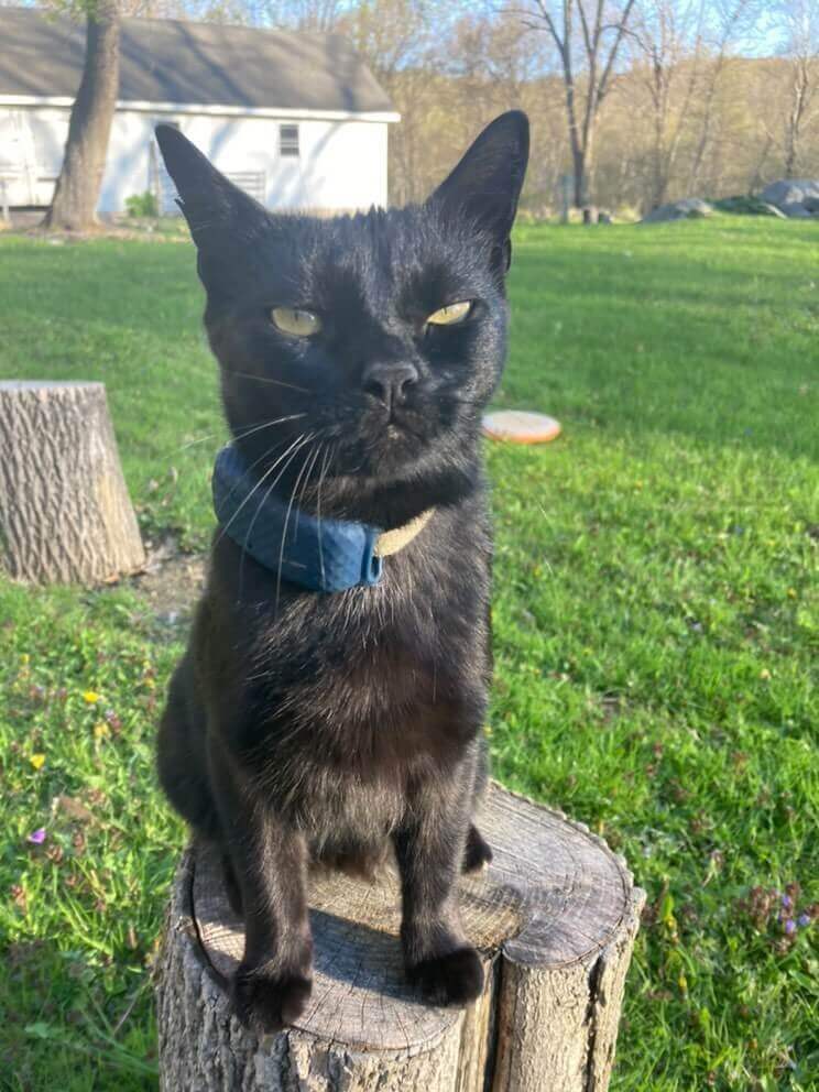 zwarte kat die buiten op een boomstronk zit met een gps-tracker voor katten op de halsband