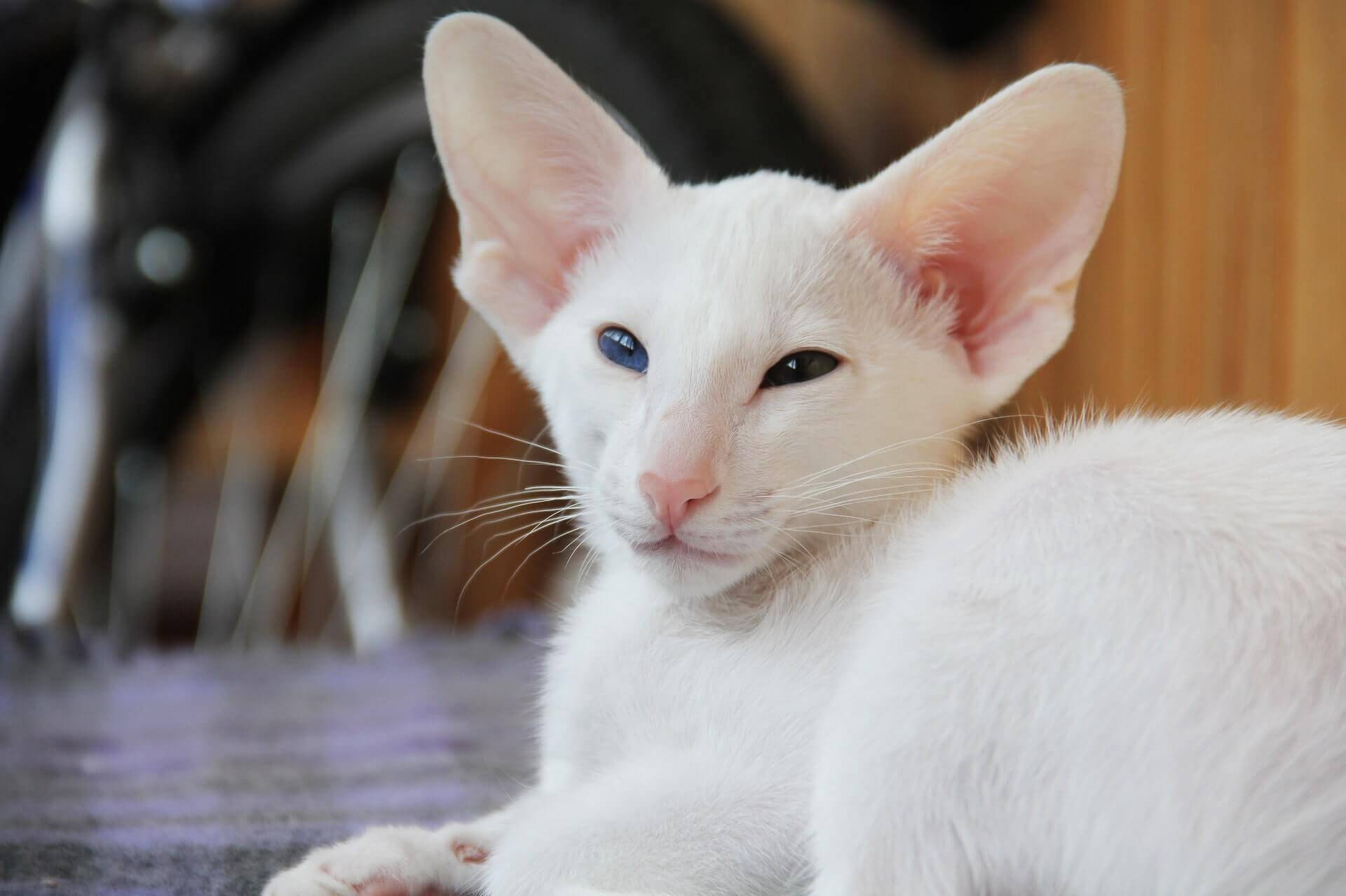 A white Javanese cat sitting indoors