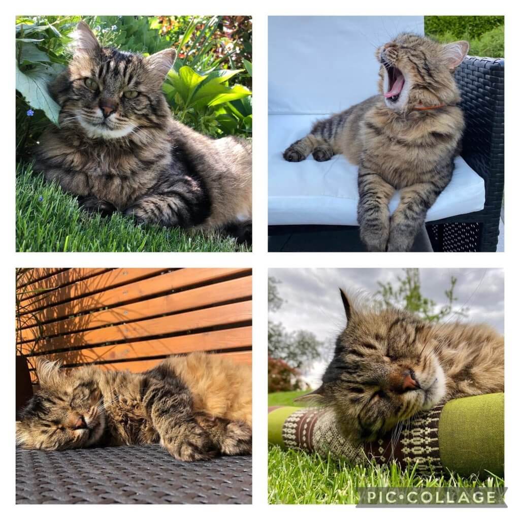 collage formato da 4 foto di un gatto bianco e marrone ritratto mentre si riposa