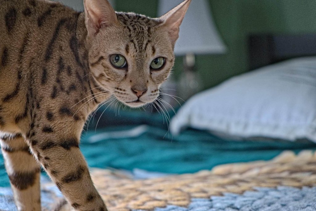 Primer plano de un Ocicat encima de una cama