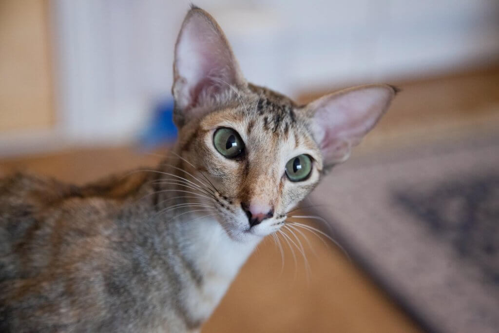 Primo piano di un gatto orientale a pelo corto con occhi verdi 