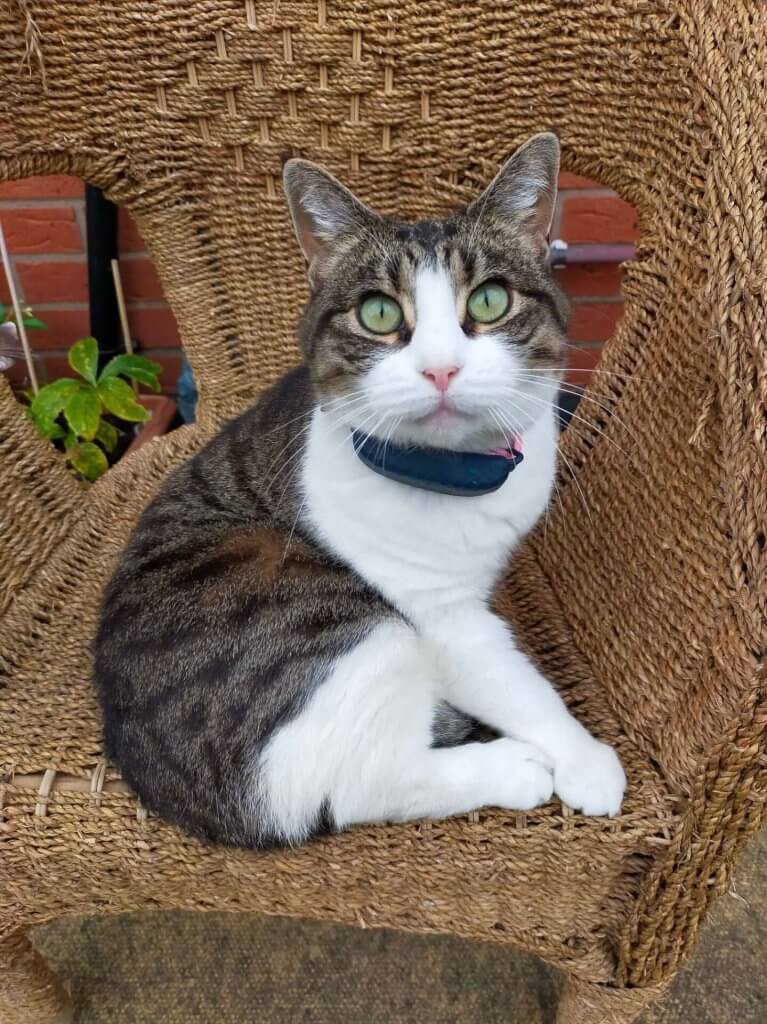 un gatto bianco e marrone siede su una sedia di paglia