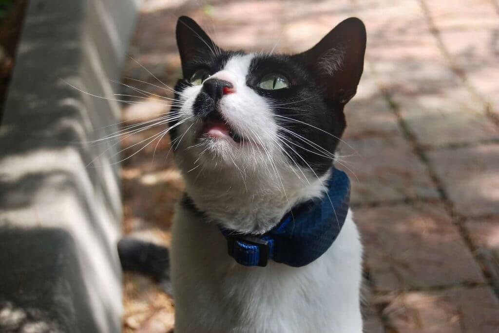 gato blanco y negro mirando hacia arriba con un collar gps gato Tractive