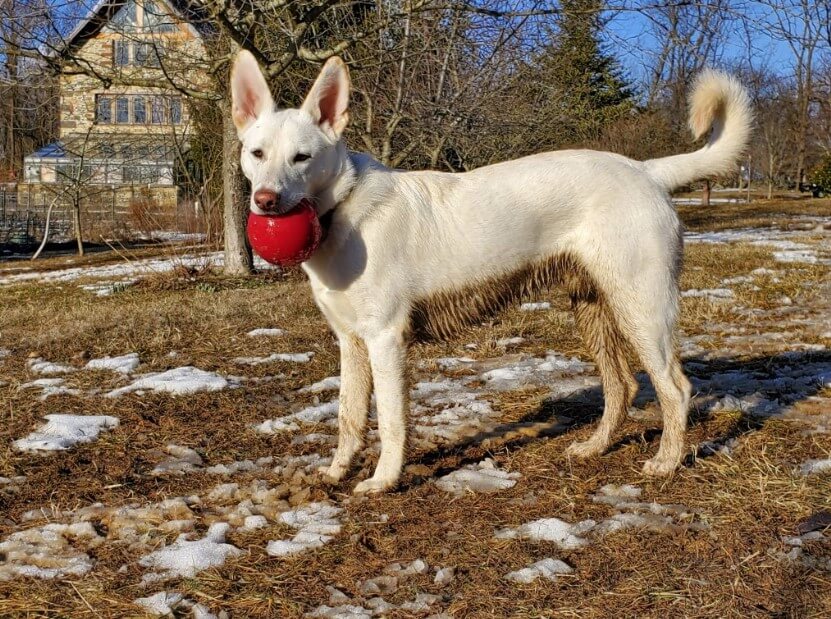 Opie the Shepherd mix dog standing outside with his red ball.
