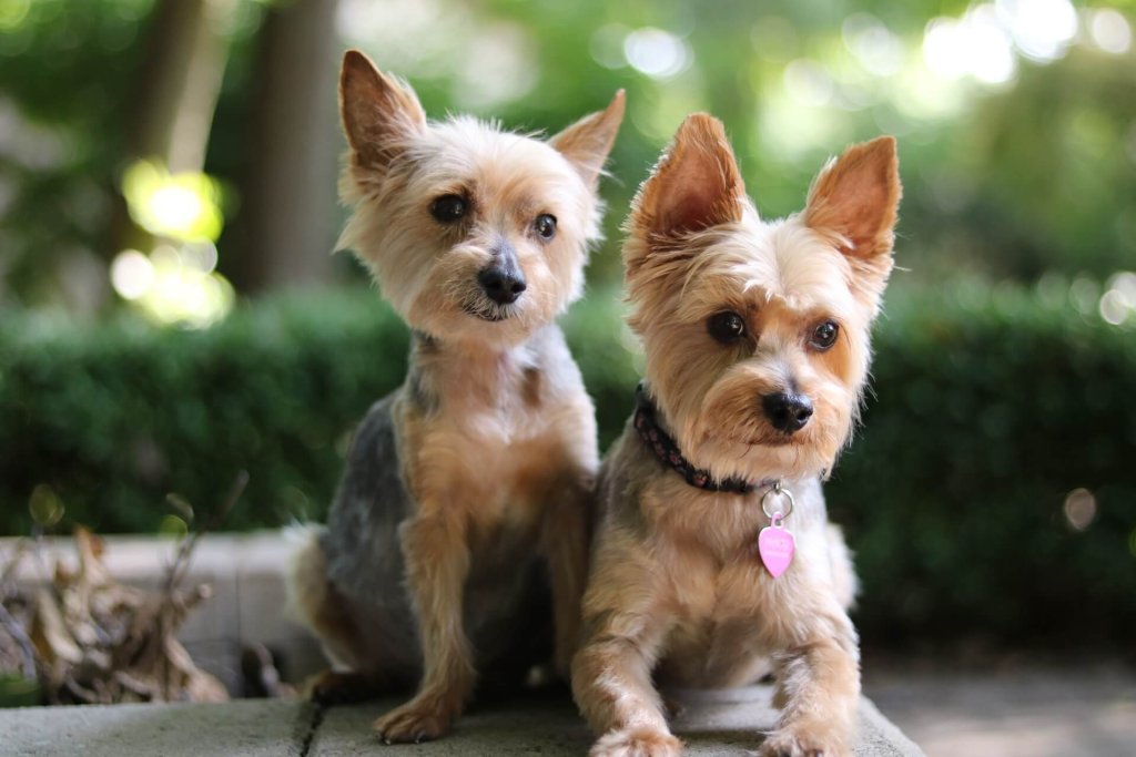Two little terrier dogs outside