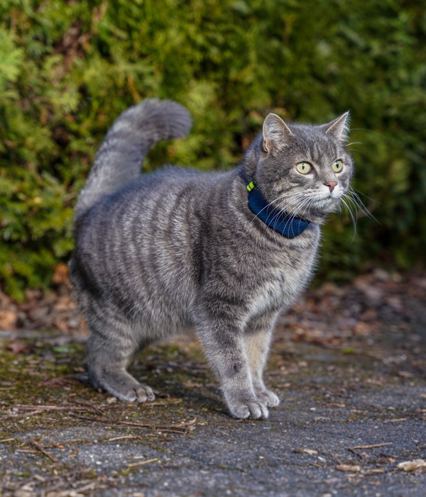 Grau-getigerte Katze mit GPS Tracker im Freien