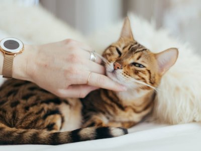 bengal cat laying on bed being pet by a woman's hand