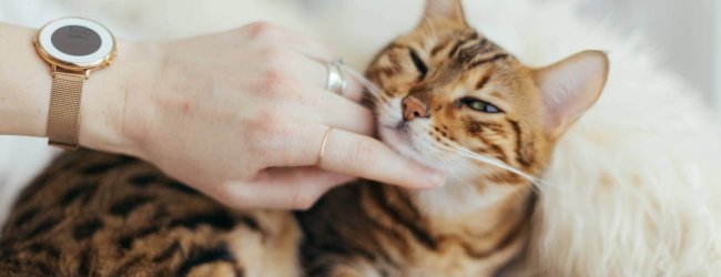 gatto bengala su un letto viene accarezzato dalla mano di una donna