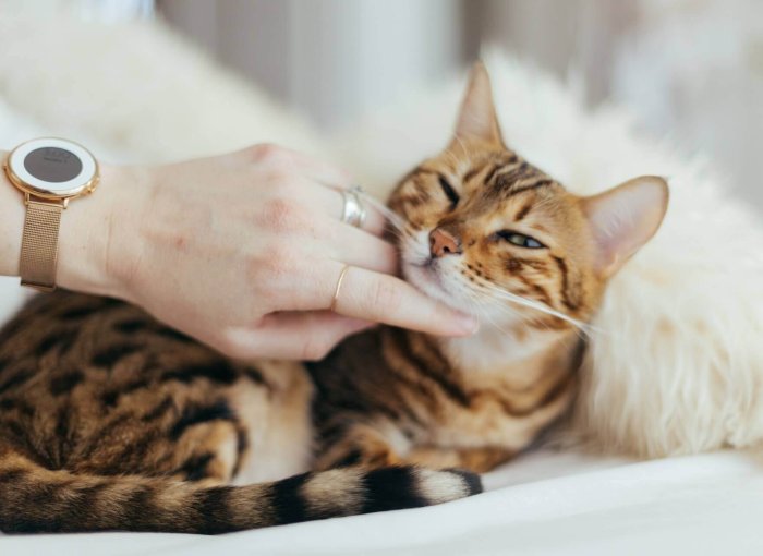 gato de bengala tumbado en una cama siendo acariciado por la mano de una mujer