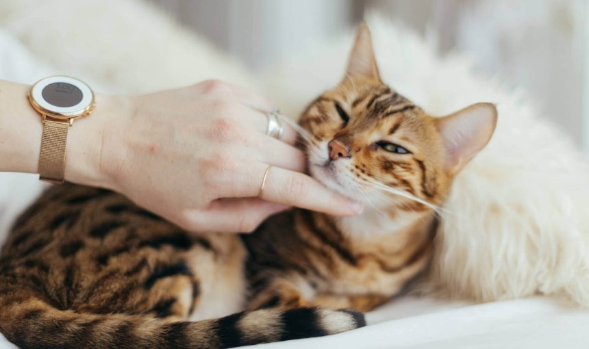 gato de bengala tumbado en una cama siendo acariciado por la mano de una mujer