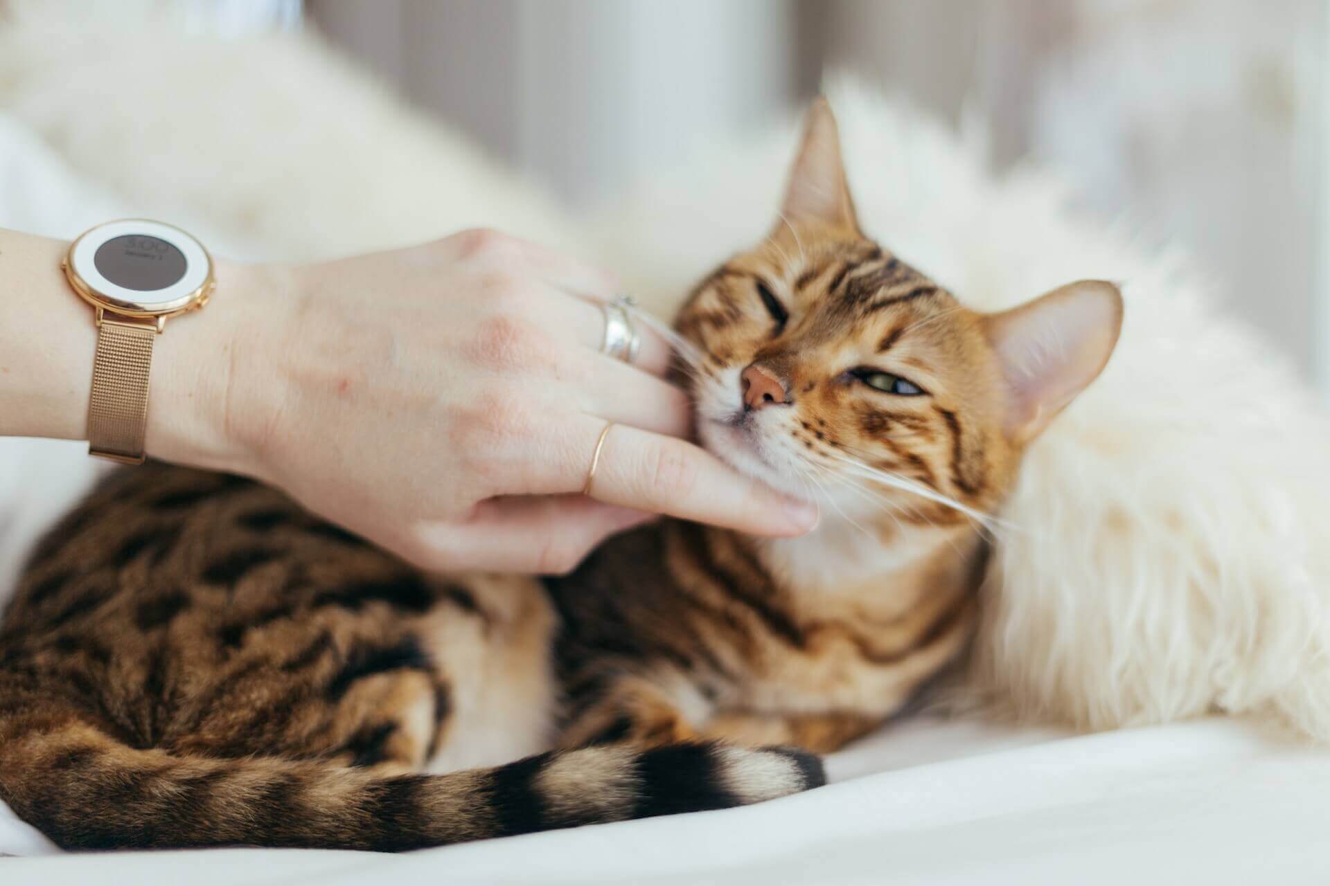 Do Hypoallergenic Cat Breeds Exist? Best Cat Breeds for Allergy Sufferers