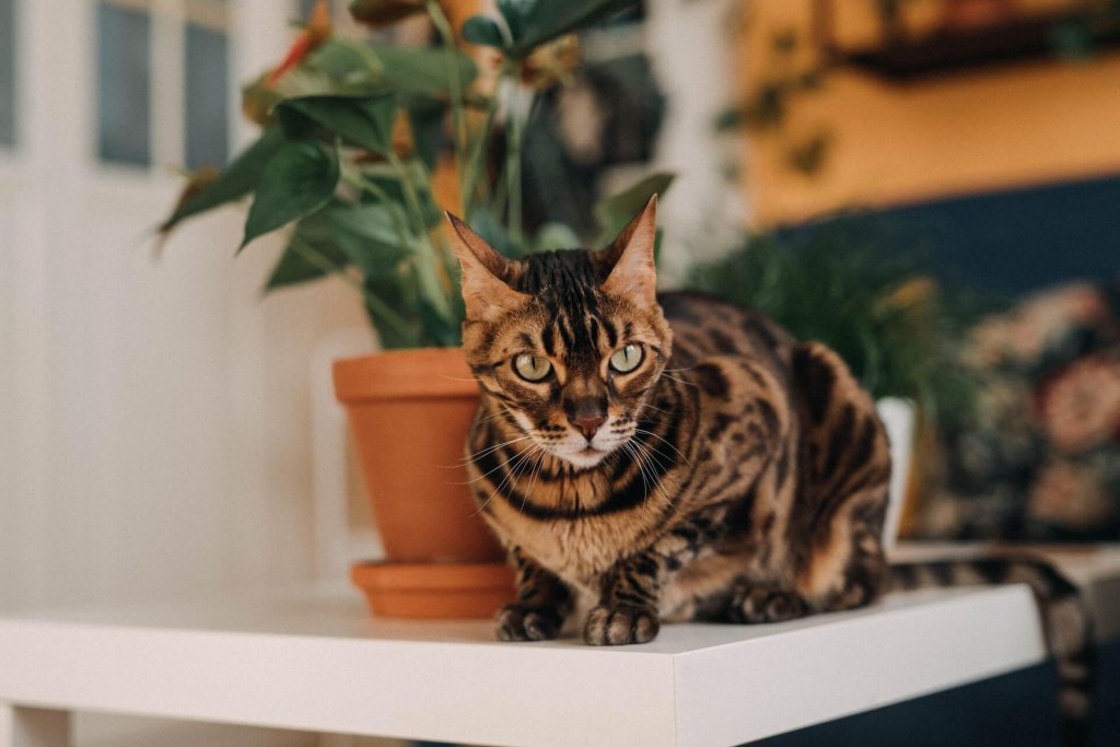 Close up of Bengal cat sitting on a shelf next to potted plant