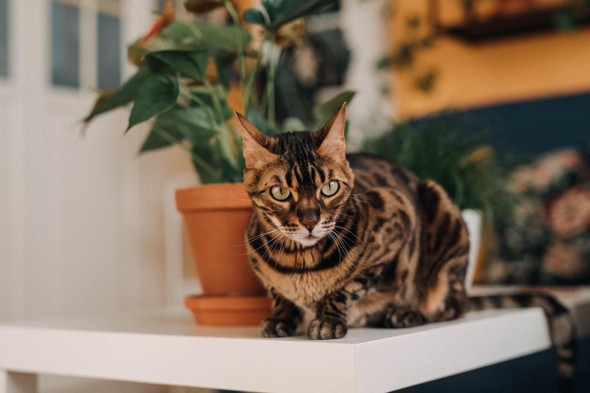 Bengalkatze auf einem Tisch neben Blumenstock