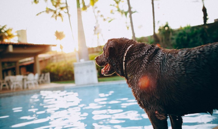 Svart hund som står vid pool