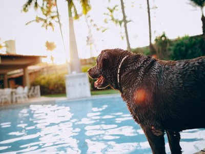 zwarte hond bij het water