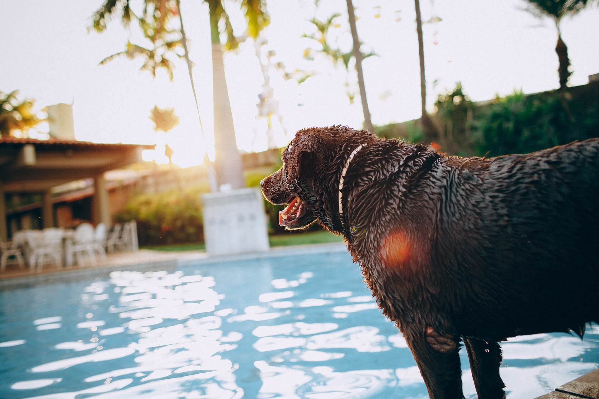 19 razze di cani che amano l'acqua: scoprile tutte! - Tractive