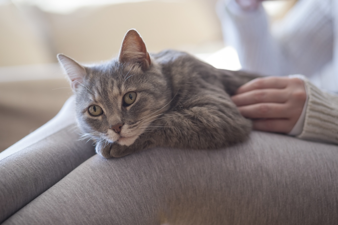 Grau getigerte Katze liegt auf dem Schoß