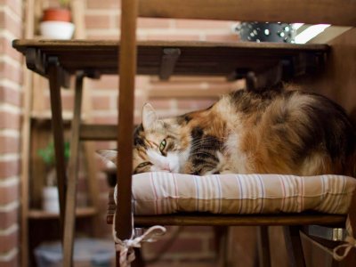 gros chat roux roulé en boule sur une chaise sur un balcon
