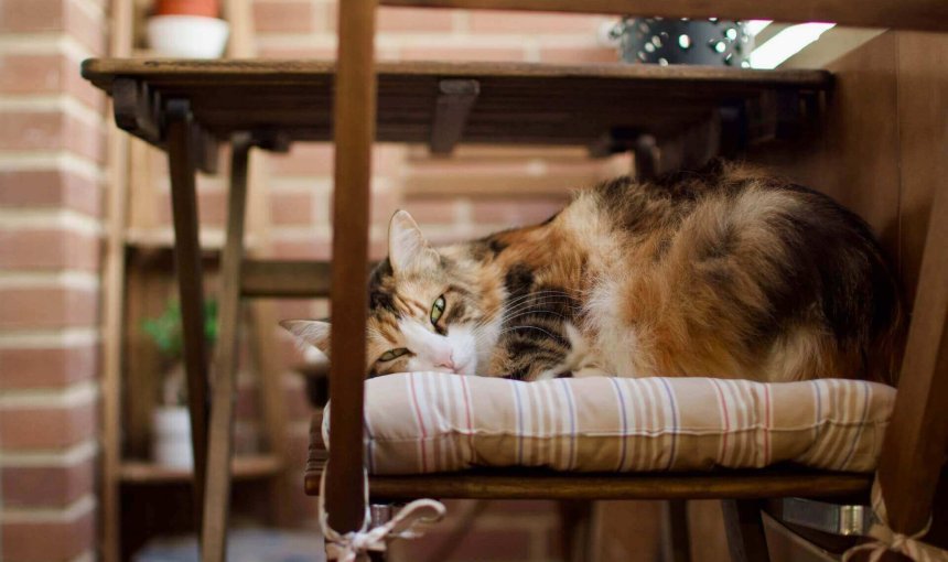 gros chat roux roulé en boule sur une chaise sur un balcon