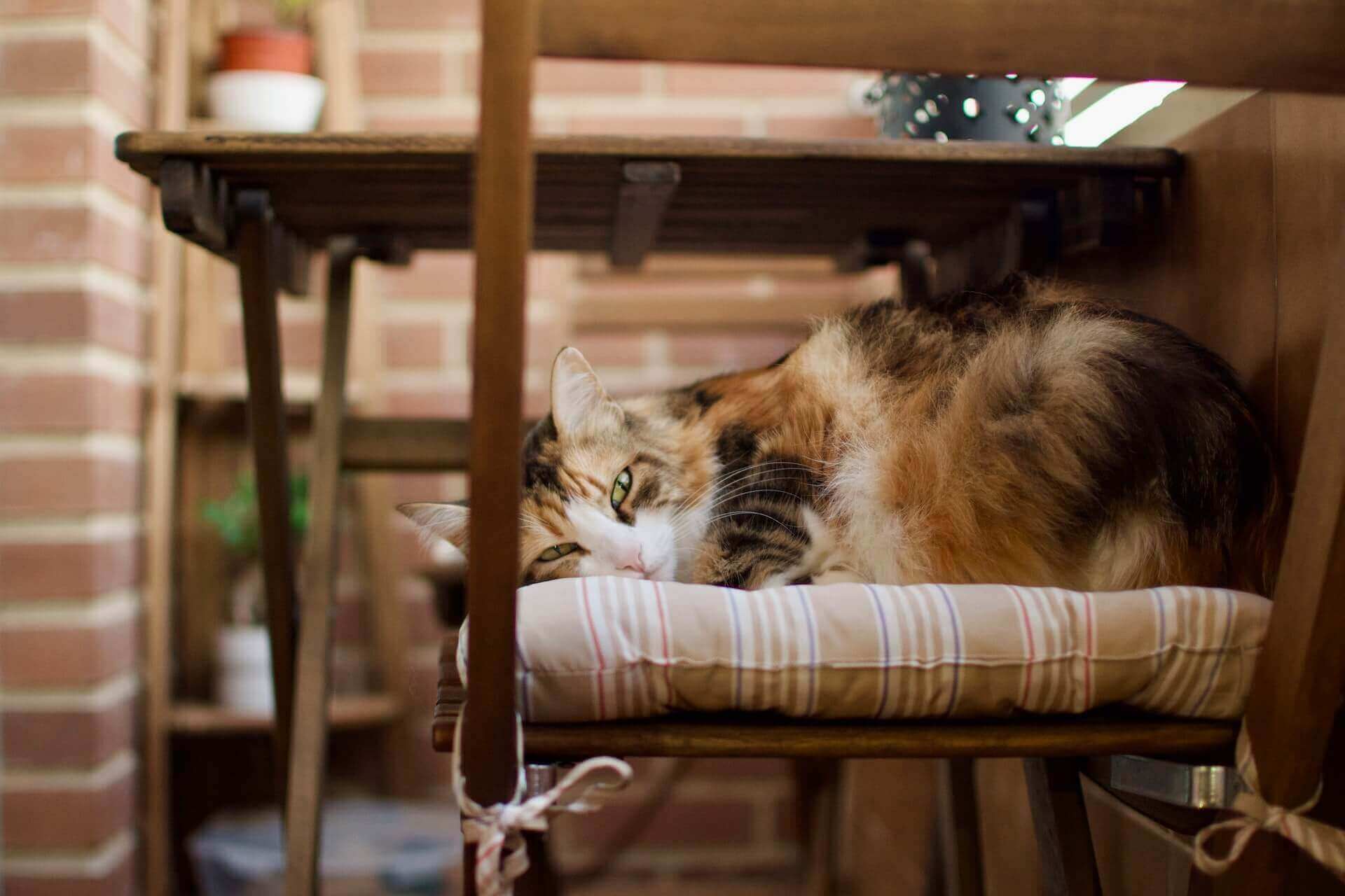 Sécuriser le balcon pour le chat : infos