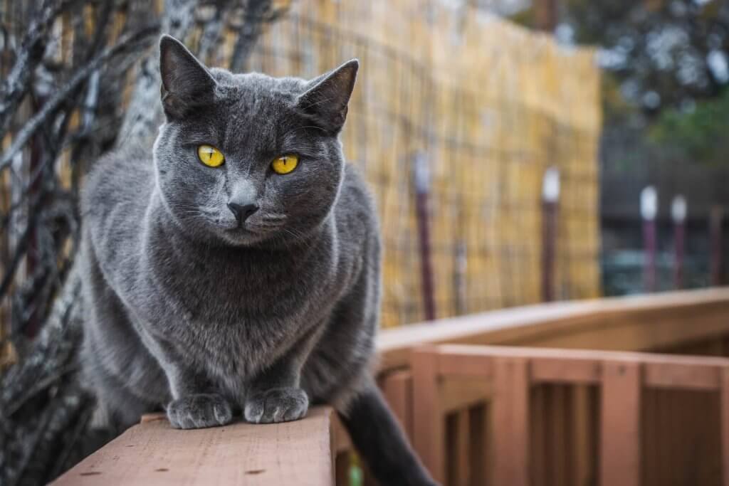 chat gris assis sur la balustrade d'un balcon sécurisé avec une clôture en joncs