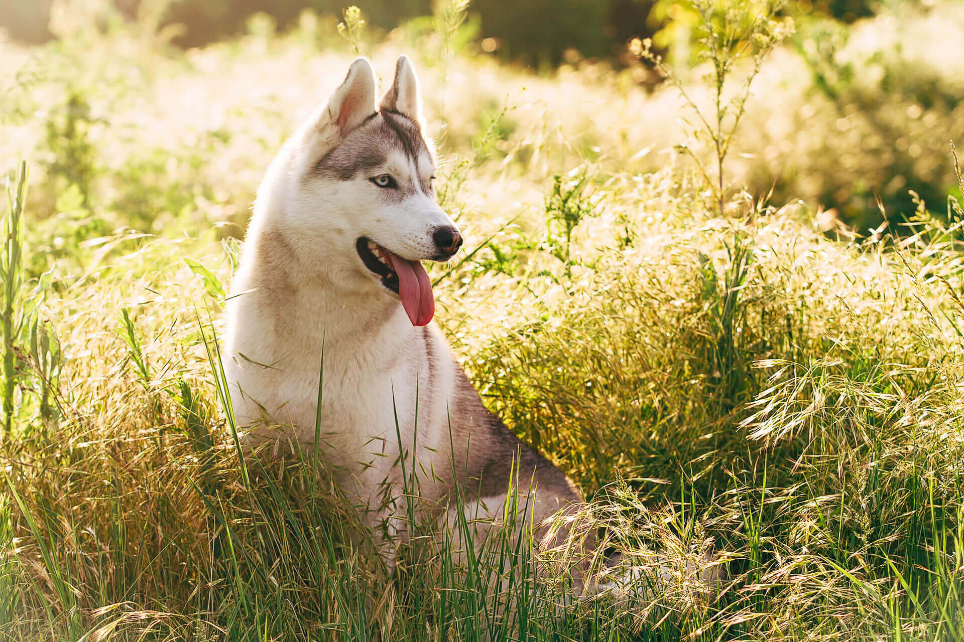 husky assis à l'ombre dans un champ pour se rafraîchir par temps de canicule