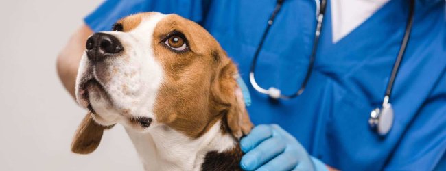 chien beagle se faisant ausculter chez le vétérinaire