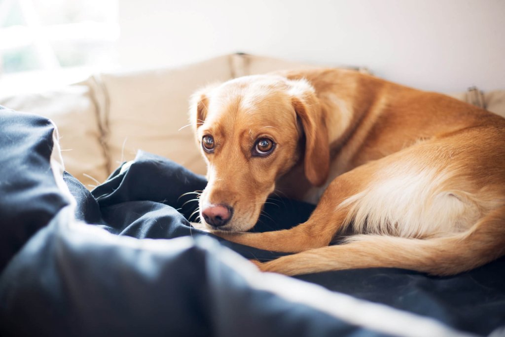 petit chien brun aux grands yeux couché sur un lit bleu