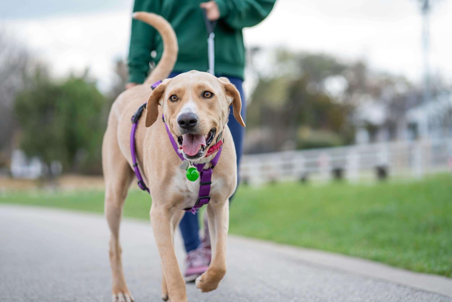 Atemfrequenz beim Hund Was du wissen solltest Tractive