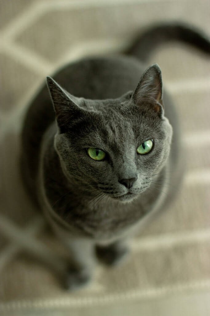 A Russian Blue cat sitting on the floor