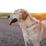 A Golden Lab standing in a field