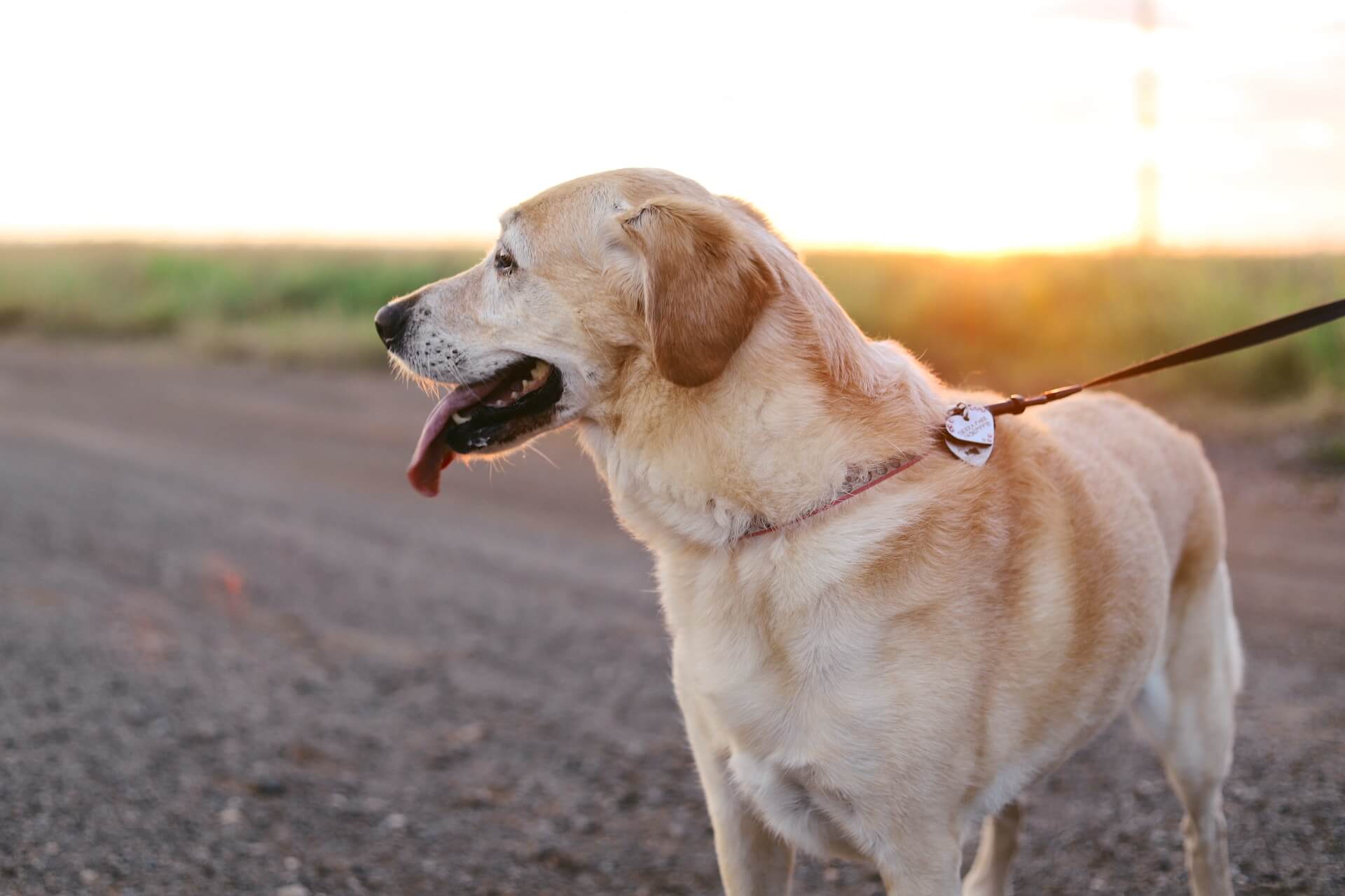 A Golden Lab standing in a field