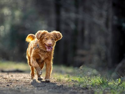 brown dog running off leash in forest
