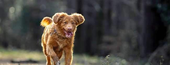 Brun hund som springer utan koppel i skog